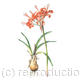 Nerine sarniensis