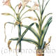 Crinum moorei