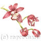 Cymbidium