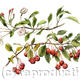 Malus hupehensis