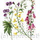 Wild Flowers