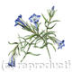 Gentiana sino-ornata