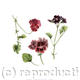Pelargonium Tomcat,…