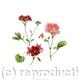 Pelargonium Crimson…