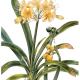 Clivia miniata var.…
