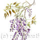 Wisteria sinensis