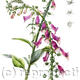 Foxglove Digitalis purpurea