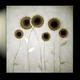 Golden Sunflowers | | | Golden Sunflowers