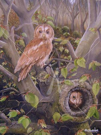 Tawny Owls