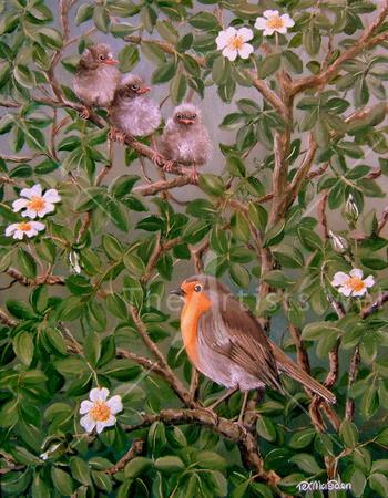 Robin