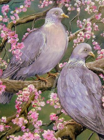 Woodpigeons