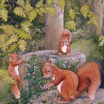 Red Squirrels