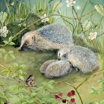 Hedgehogs