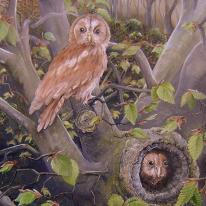 Tawny Owls