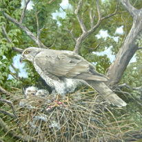 Sparrowhawks