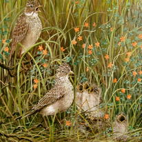 Skylark with young