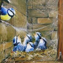 Blue Tits in Attic