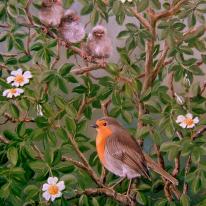 Robin