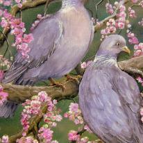 Woodpigeons