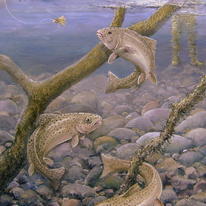 Three fishes