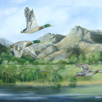 3 Mallard Ducks