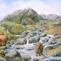 Cattle on Deepdale