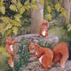 Red Squirrels