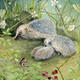 Hedgehogs