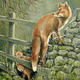 Fox & Cubs