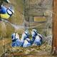 Blue Tits in Attic