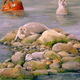 Seal Family