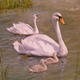 Swan Family