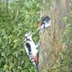 Woodpeckers