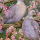 Woodpigeons