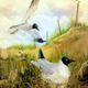 Black Headed Gull