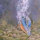 Kingfisher selecting…