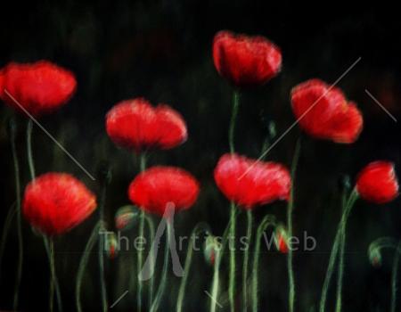 poppies 2