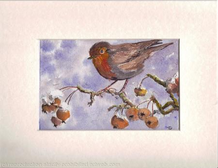 Winter robin