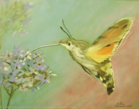 Humming bird hawk moth