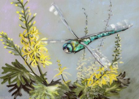 Dragonfly on Ligularia