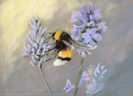 Bee on Lavender