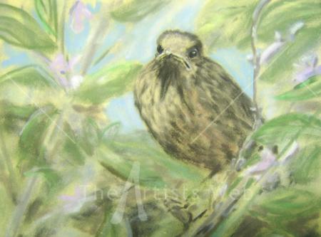 Baby Blackbird