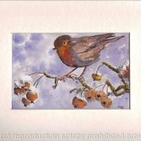 Winter robin