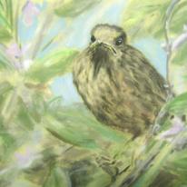 Baby Blackbird