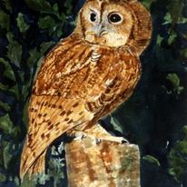 tawny-owl