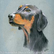 Dobie