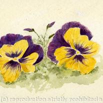 pansies-