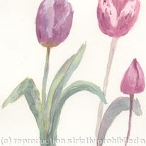 tulips