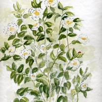 camellia with ladybird
