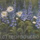 daisies & Delphiniums